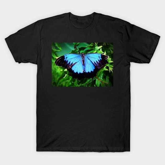 Monarch Butterfly of the Tropics T-Shirt by rozmcq